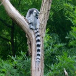 c_t_7820-standard.jpg