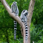 c_t_7835-standard.jpg