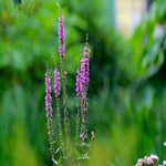 c_t_7867-standard.jpg
