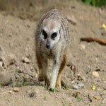 c_t_7880-standard.jpg