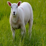c_t_7930-standard.jpg