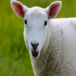 c_t_7967-standard.jpg