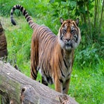 c_t_8023-standard-nnrfnr.jpg