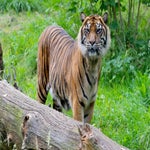 c_t_8029-standard.jpg