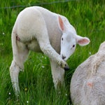 c_t_8049-standard.jpg