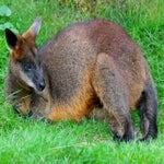 c_t_8050-standard.jpg