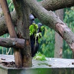 c_t_8098-standard.jpg