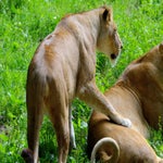 c_t_8100-standard.jpg