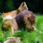 c_t_8109-standard.jpg
