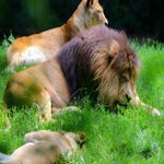 c_t_8112-standard.jpg