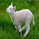 c_t_8126-standard.jpg