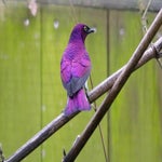c_t_8216-standard.jpg