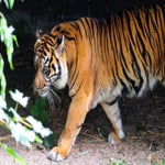 c_t_8220-standard.jpg