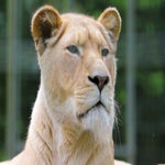 c_t_8246-standard.jpg