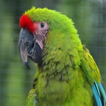c_t_8328-standard.jpg