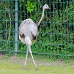 c_t_8425-standard.jpg