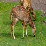 c_t_8450-standard.jpg