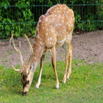 c_t_8454-standard.jpg