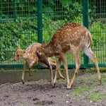 c_t_8487-standard.jpg