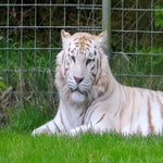 c_t_8564-standard.jpg