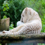 c_t_8589-standard.jpg