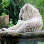 c_t_8592-standard.jpg