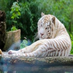 c_t_8607-standard.jpg