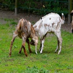 c_t_8634-standard.jpg