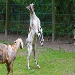 c_t_8637-standard.jpg