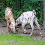 c_t_8645-standard.jpg