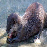 c_t_8700-standard.jpg