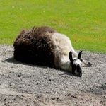 c_t_8715-standard.jpg