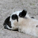 c_t_8720-standard.jpg