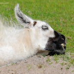 c_t_8728-standard.jpg