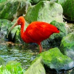 c_t_8753-standard.jpg