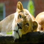 c_t_8821-standard.jpg