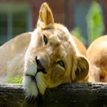 c_t_8825-standard.jpg