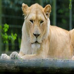 c_t_8833-standard.jpg