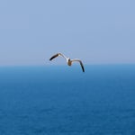 c_t_8898-standard.jpg