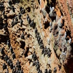 c_t_8976-standard.jpg