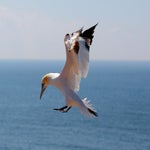 c_t_9081-standard.jpg