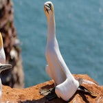 c_t_9191-standard.jpg