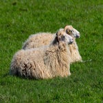 c_t_9398-standard.jpg