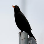c_t_9511-standard.jpg