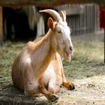 c_t_9915-standard.jpg