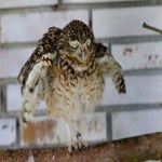 c_t_9960-standard.jpg
