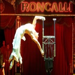 circus-roncalli-ludwigsburg-00246-standard.jpg