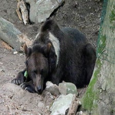 c_t_9981.jpg