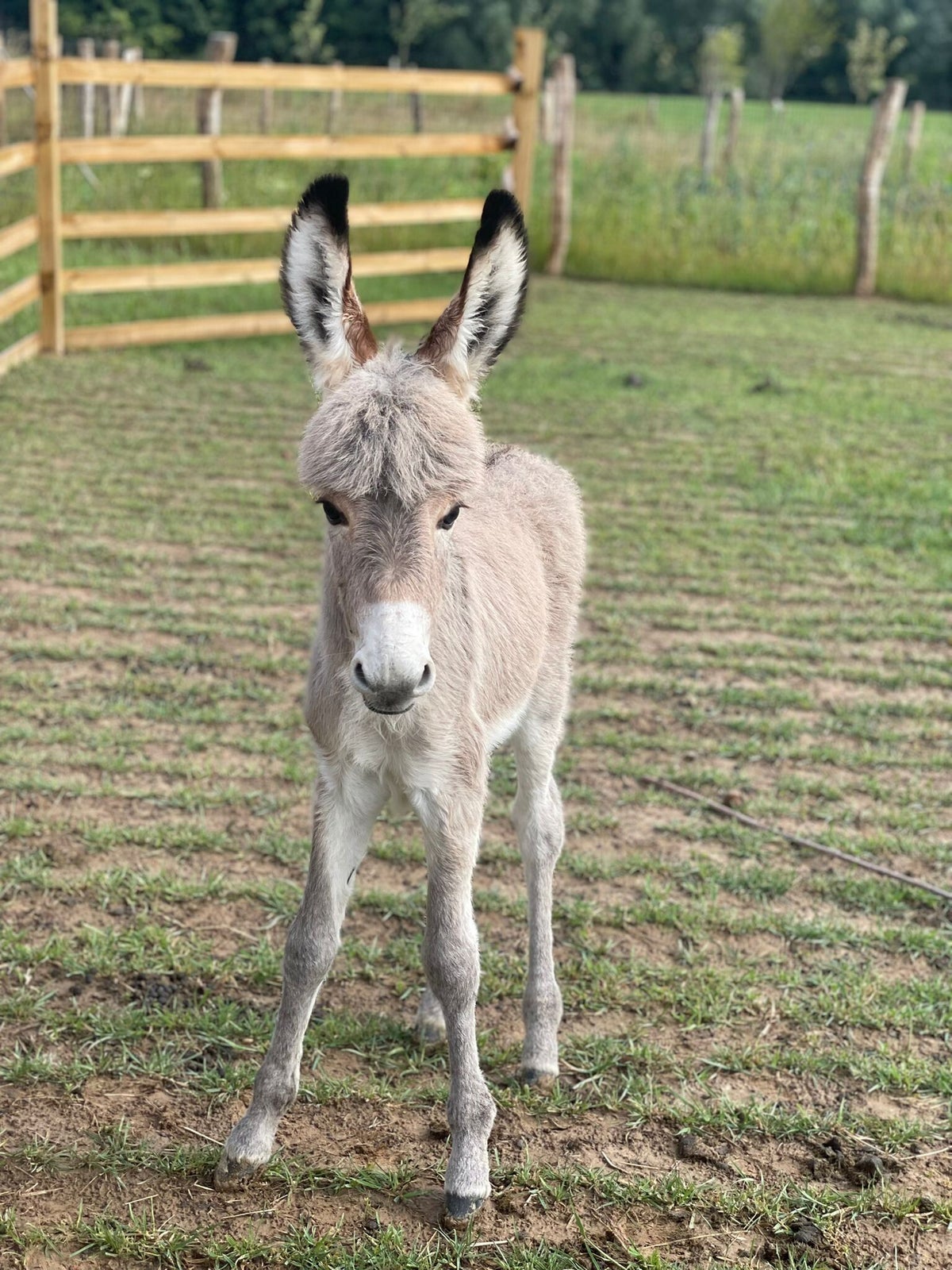 Onze donkeys / Peter- en meterschap | De Knabbelweide