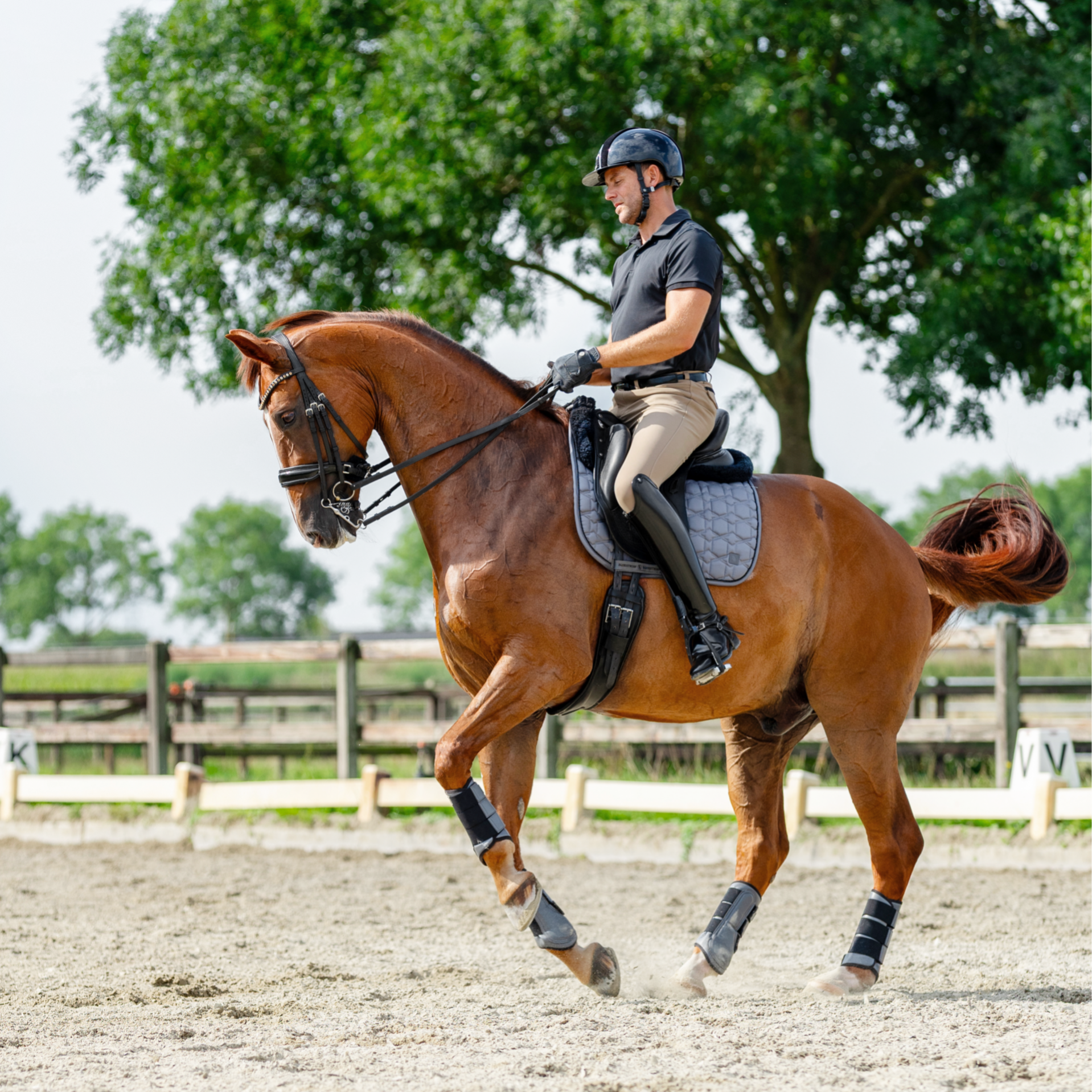 Zwart dressuurpaard in uitgestrekte draf met een blonde vrouw als ruiter, tijdens een fotoshoot in Nispen. - Paardenfotografie door Alyssa Dijksta